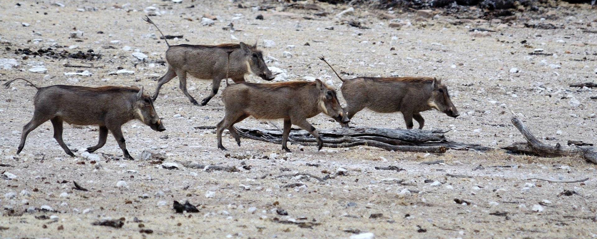 Warthogs on the way to the waterhole