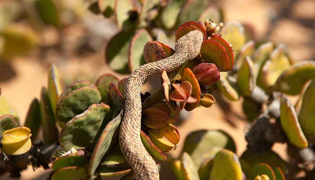 Schlange in der Namib