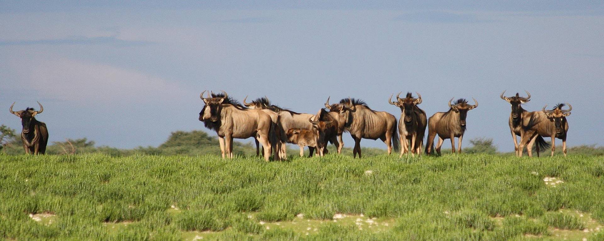 Wildebeest after rainy season at Kuzikus