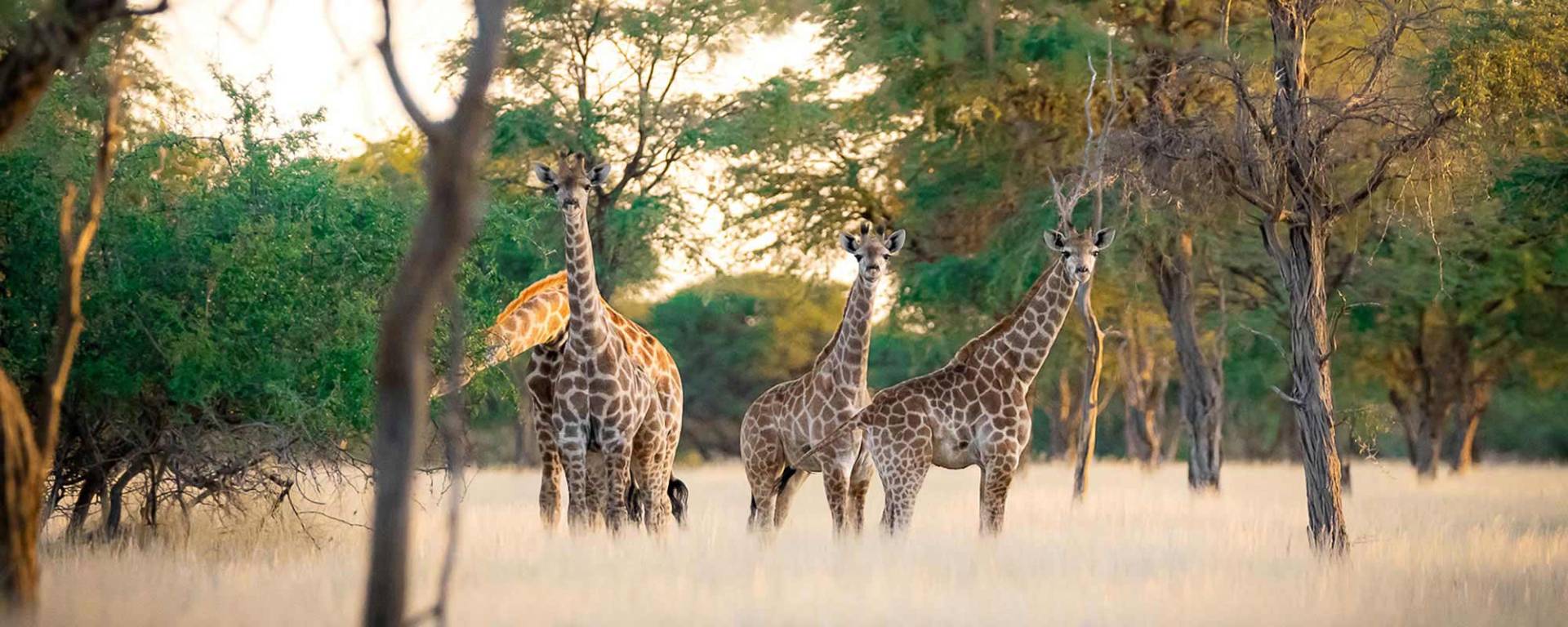 Giraffes at Kuzikus Wildlife Reserve