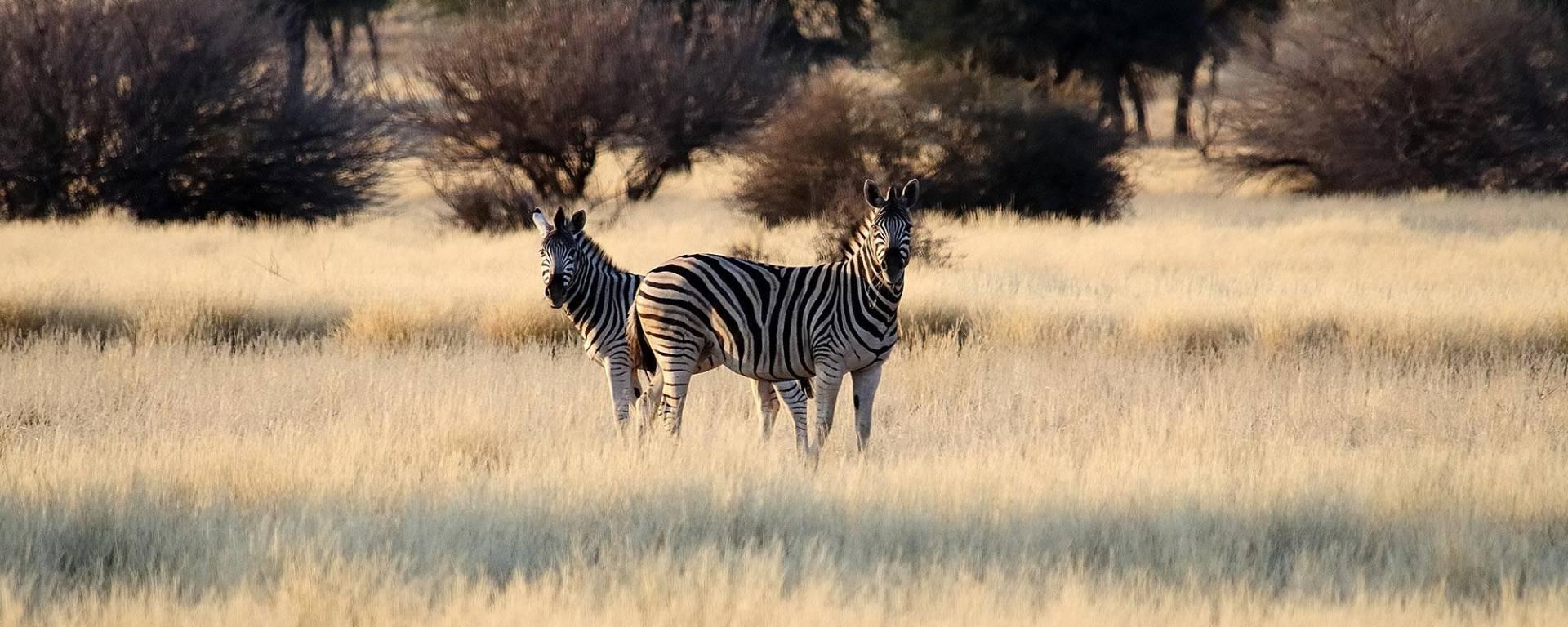 Zebra in der namibischen Savanne